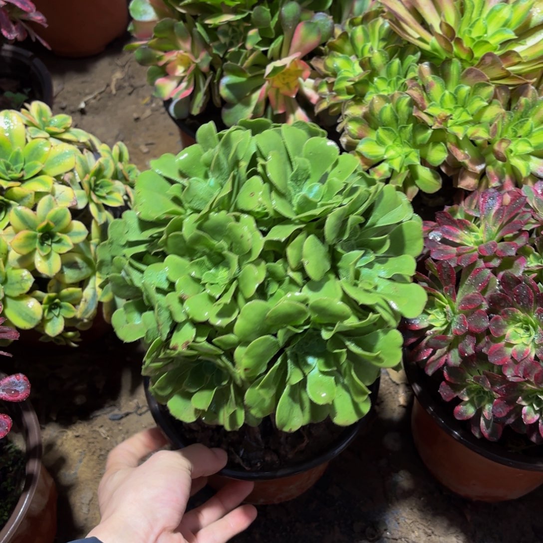 绿玫瑰绣球9.9多肉植物