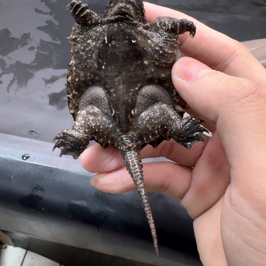 宠物龟不分公母111