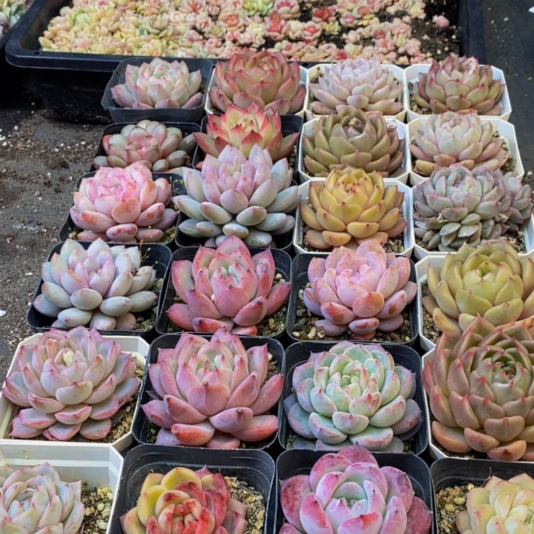 571多肉植物保护研究所所长助理