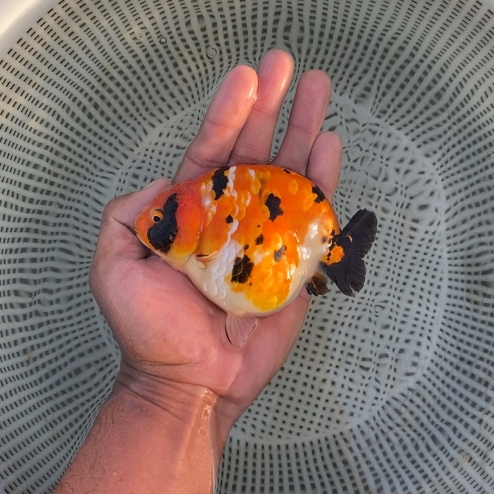 金鱼中原新隆观赏鱼