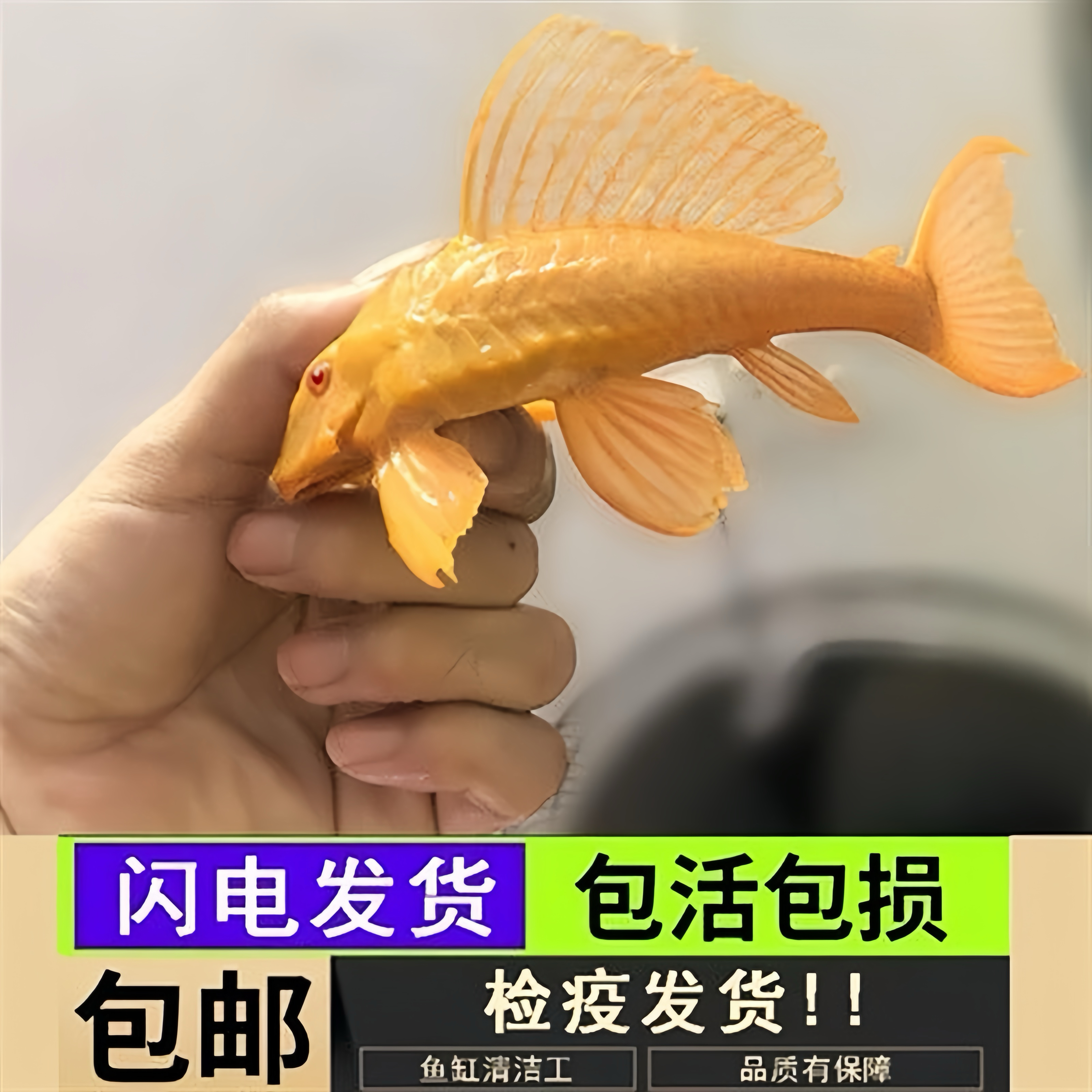 正宗红眼女王大帆鱼清洁鱼易打理除藻清道夫热带清洁鱼缸观赏鱼