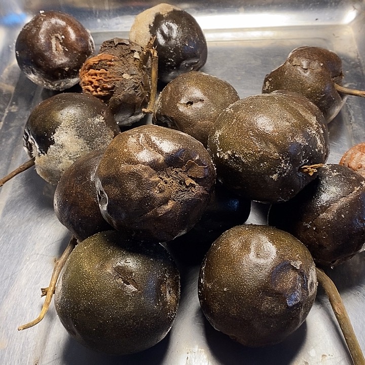 桃核吊坠核桃核桃