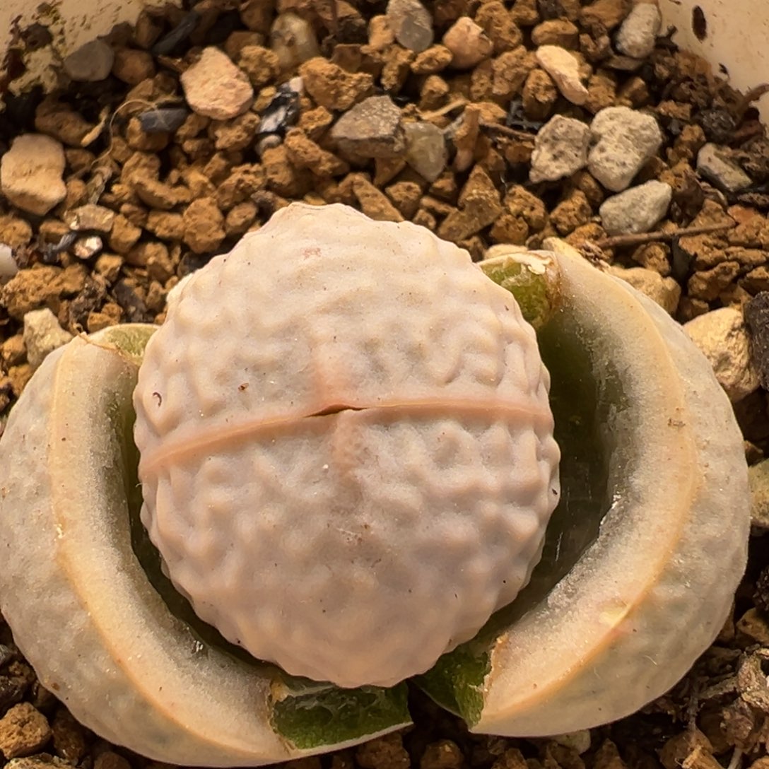 63多肉植物百科高尔夫