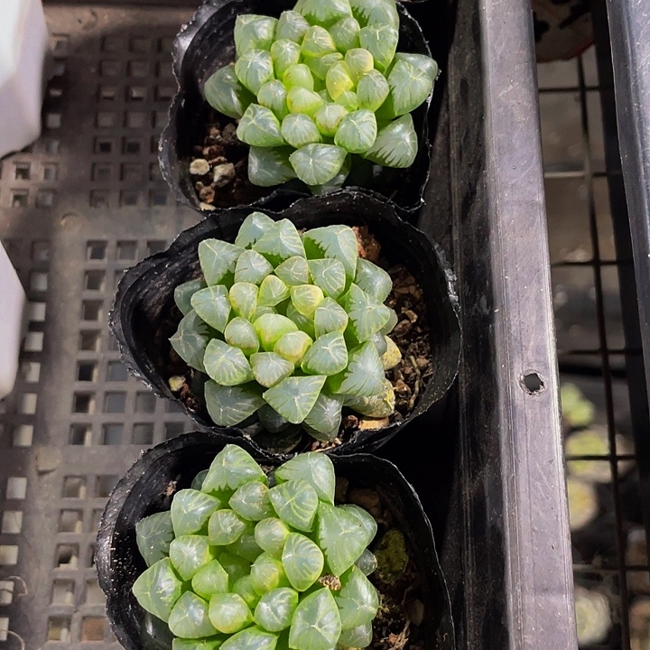 姬玉露带盆土发货