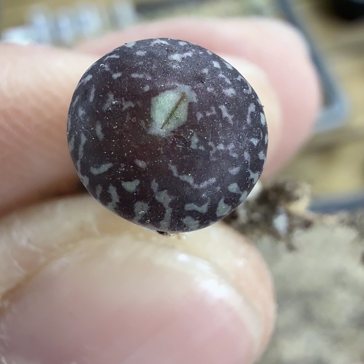 平*人韩国漂亮姐姐bo 12-3-c7 平凡