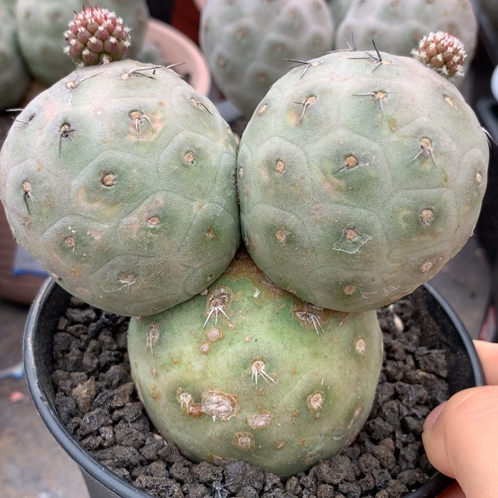 仙人球仙人球仙人球仙人球