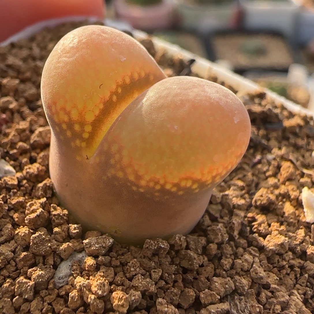 新年快乐多肉送福69号