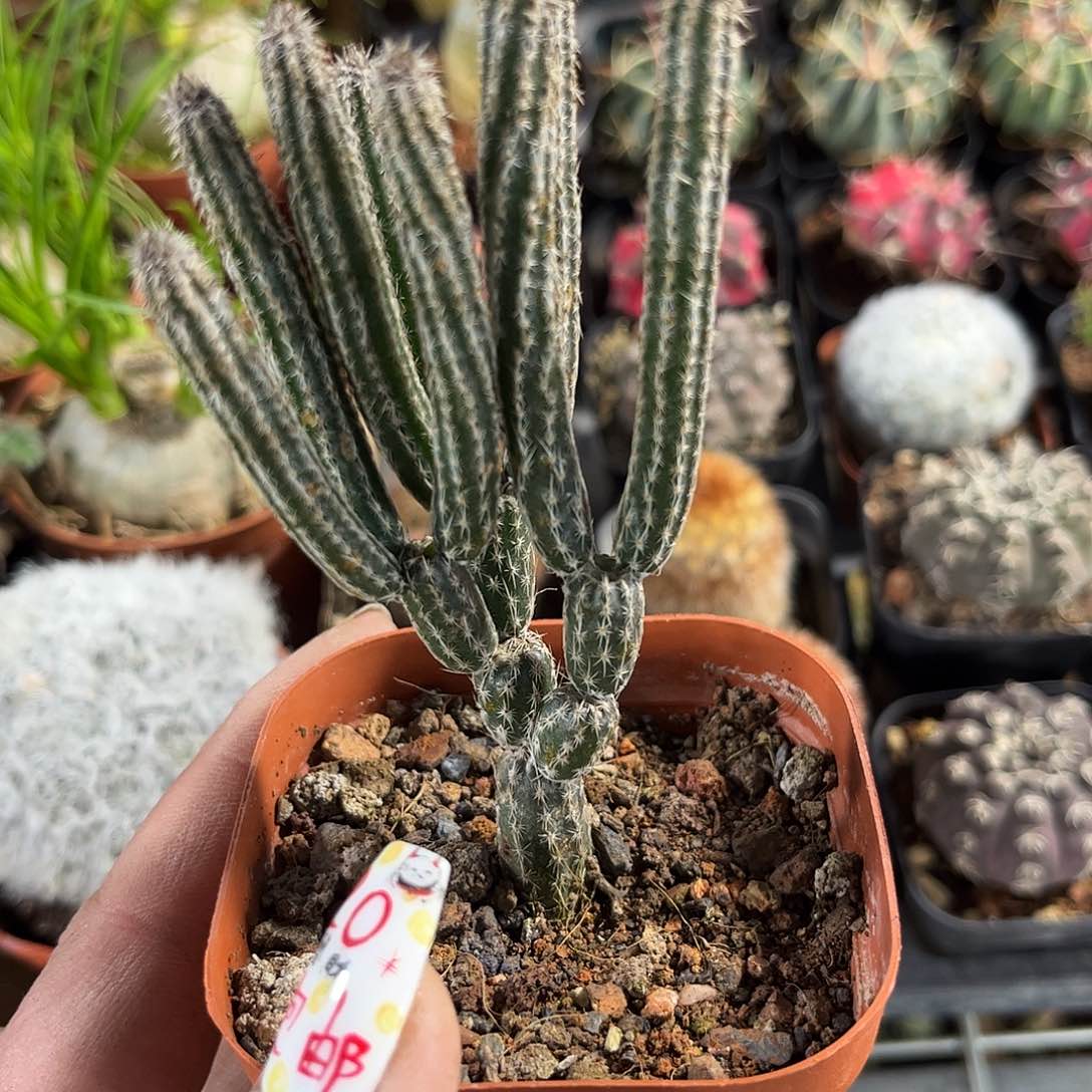 群生银柳单头发货有根