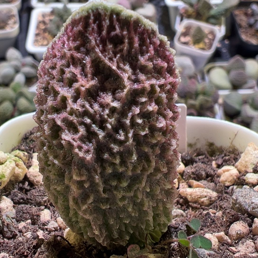 福利款实生新品大苗狂野纹路金边大叶型