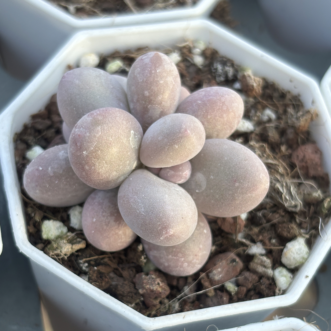 满15包邮，精品双头蛋黄奶多肉植物