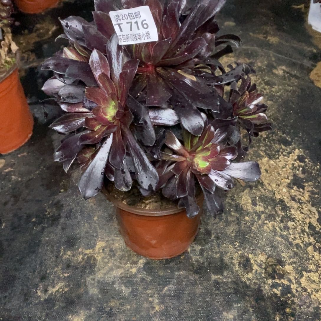 716欧若拉多肉法师