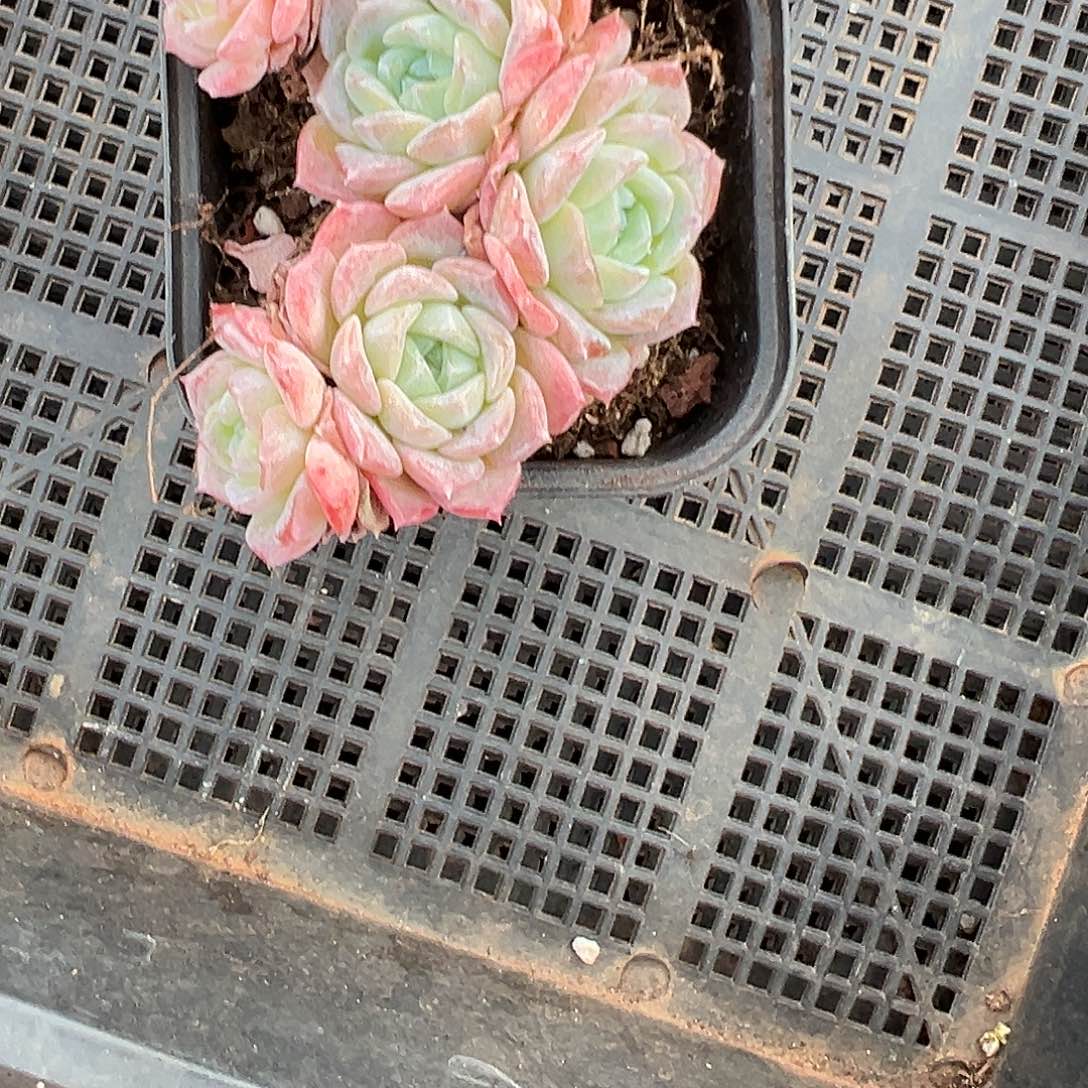 精品多肉十八包邮