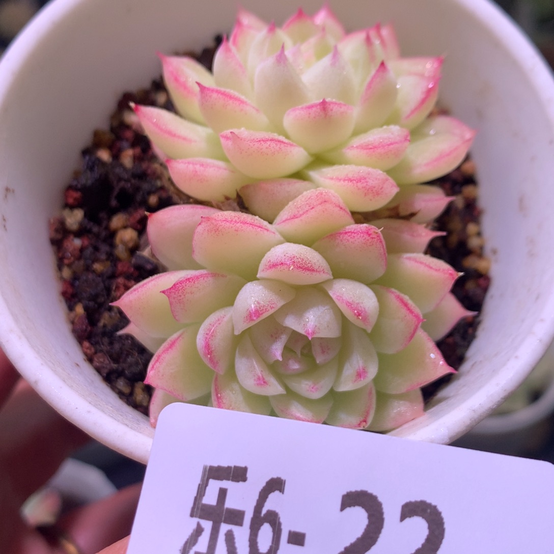 乐然 6-22 女王玫瑰 