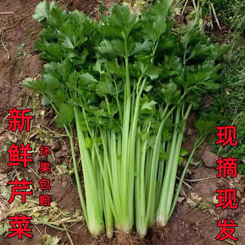 天津本地水果西芹，产地直销现拔现发，顺丰包邮