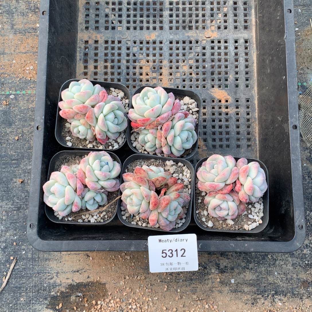 特5312冰玉3头6厘米左右5颗一组脱土发