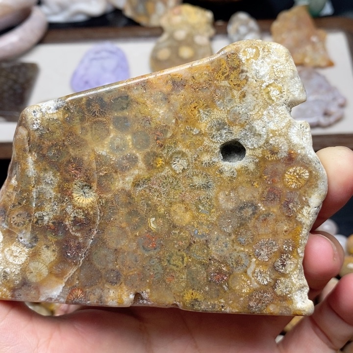 硅化珊瑚（珊瑚玉）未镶嵌手镯