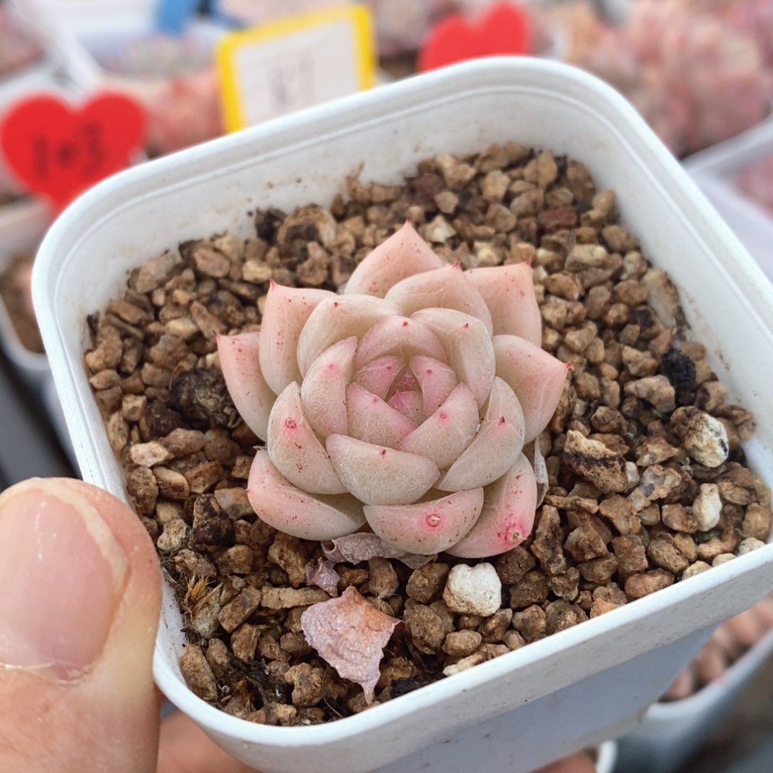 精品多肉一物一拍不包整181