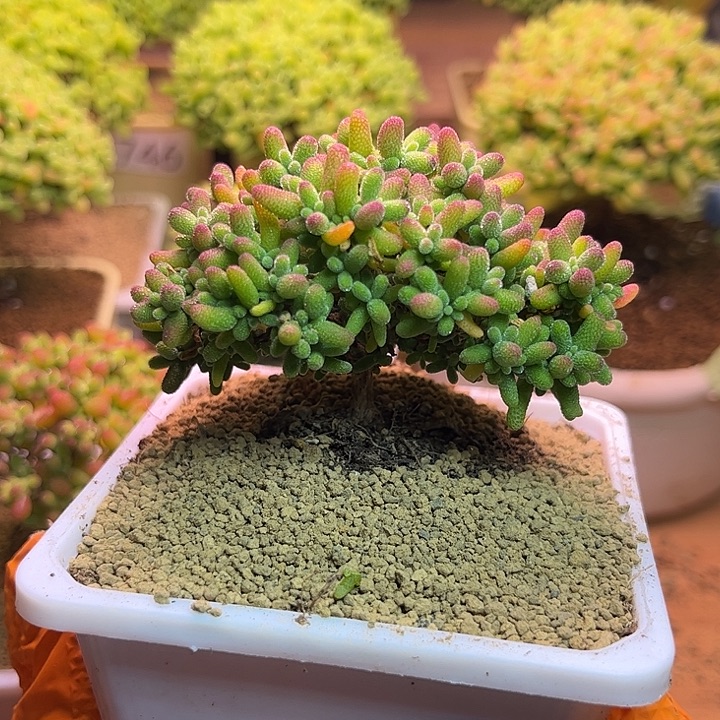 无花朵637蜜桔糖球