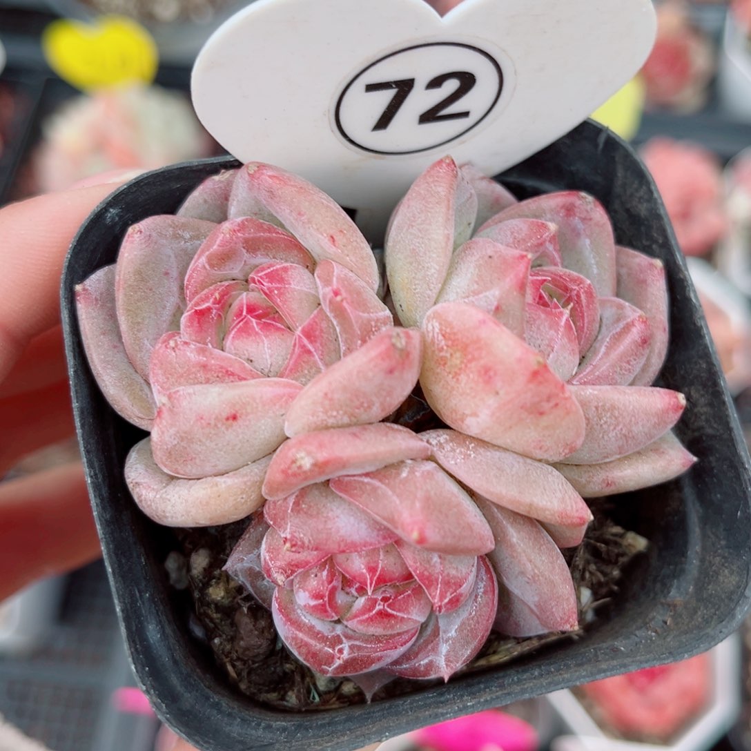 72号小老桩珍妮群