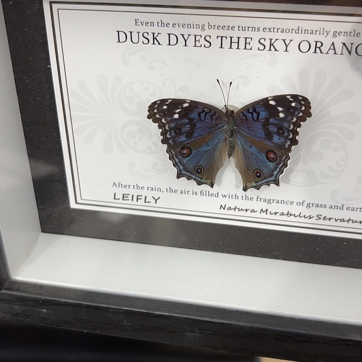 洋****蝴蝶标本定制103@