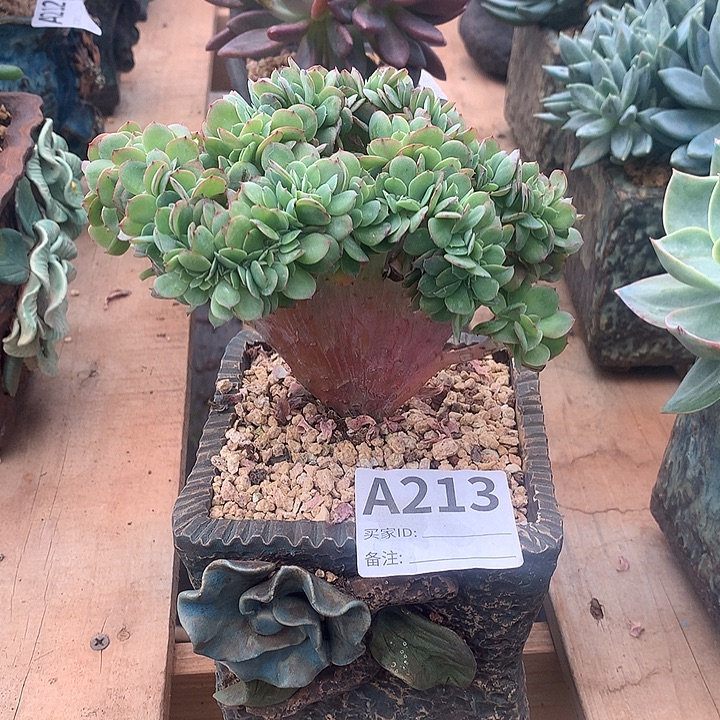 莫妮卡缀化 璐璐多肉