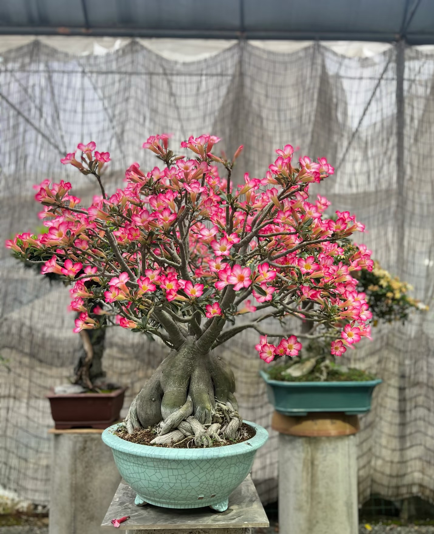 沙漠玫瑰绿植花卉基地直发，一物一拍，以直播间展示为准