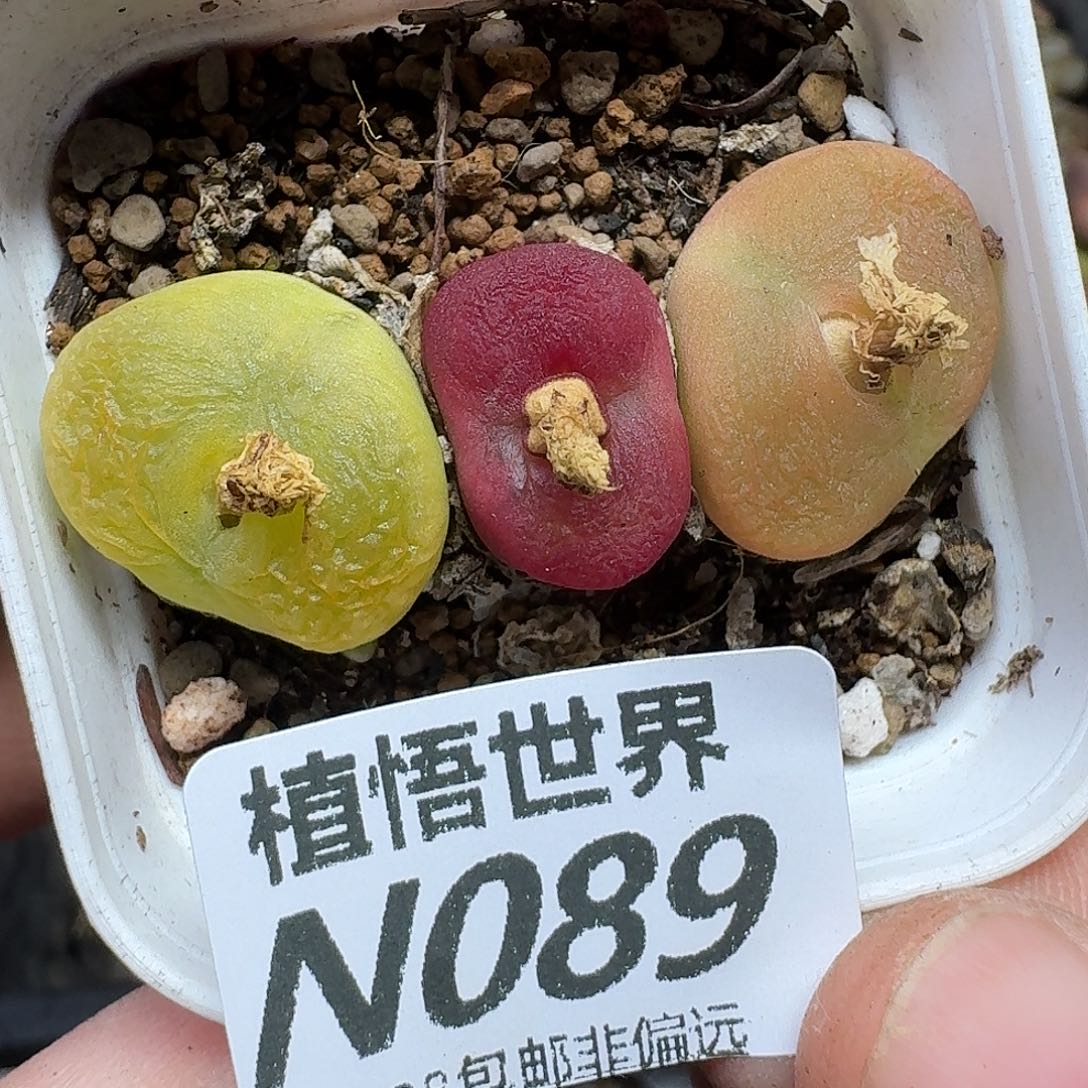 多肉植物的润泽ghj