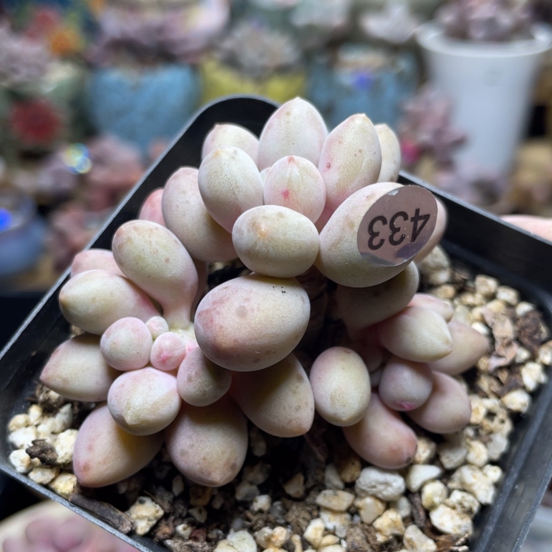 仙子奶酪多肉植物