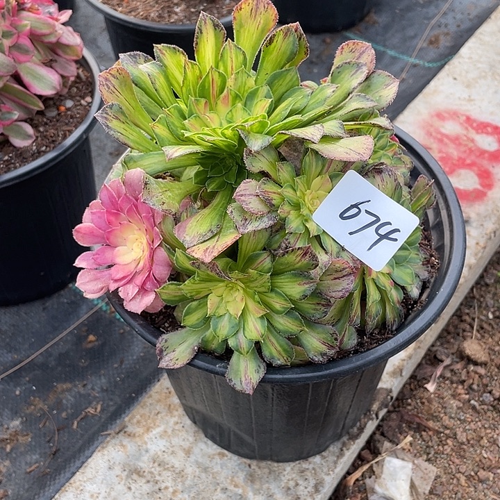 法师植物知否法师674