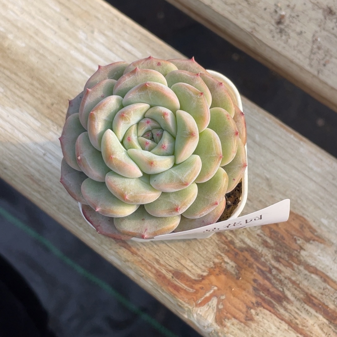 @***心707号糖心冰心珍妮