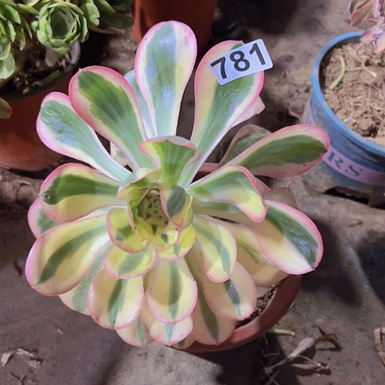 纷***雨一颗多肉法师植物