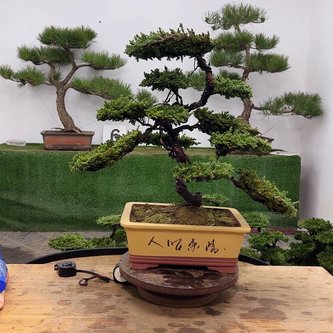 小****园盆景盆景盆景盆景
