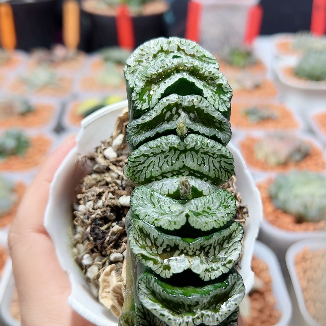 十二卷多头玄武玉扇