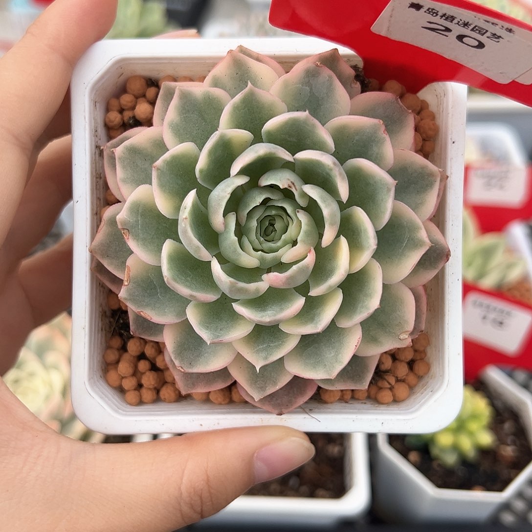 20号沙漠玫瑰锦多肉植物