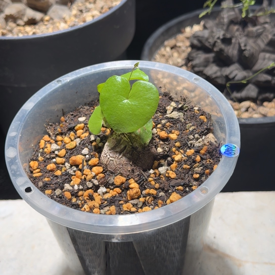  248南非龟甲龙哈哈哈