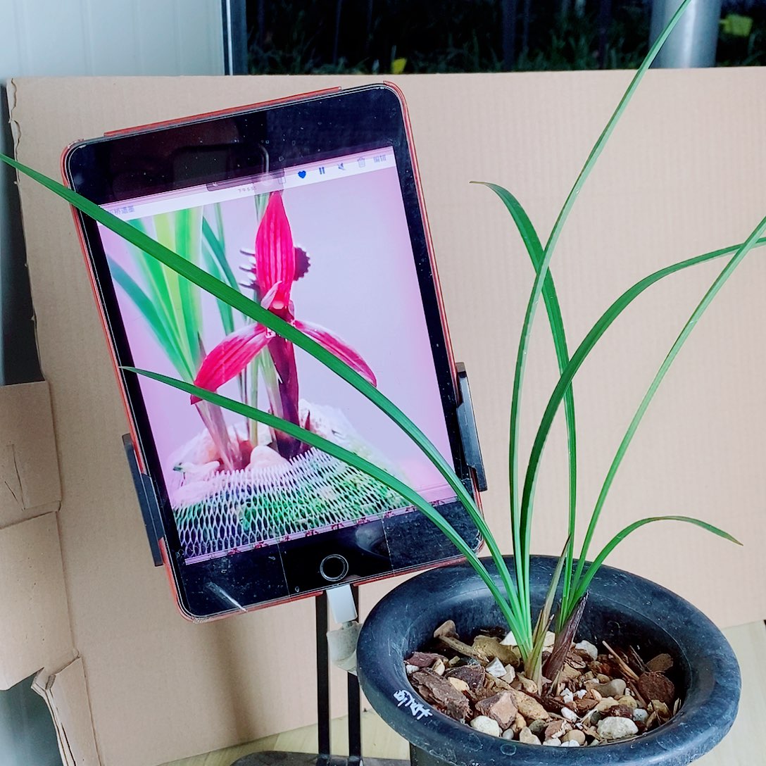 少量花朵（建议范围：2朵-5朵 或40%以下）