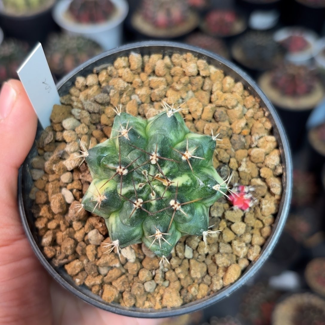 泰系米哈仙人球特价99