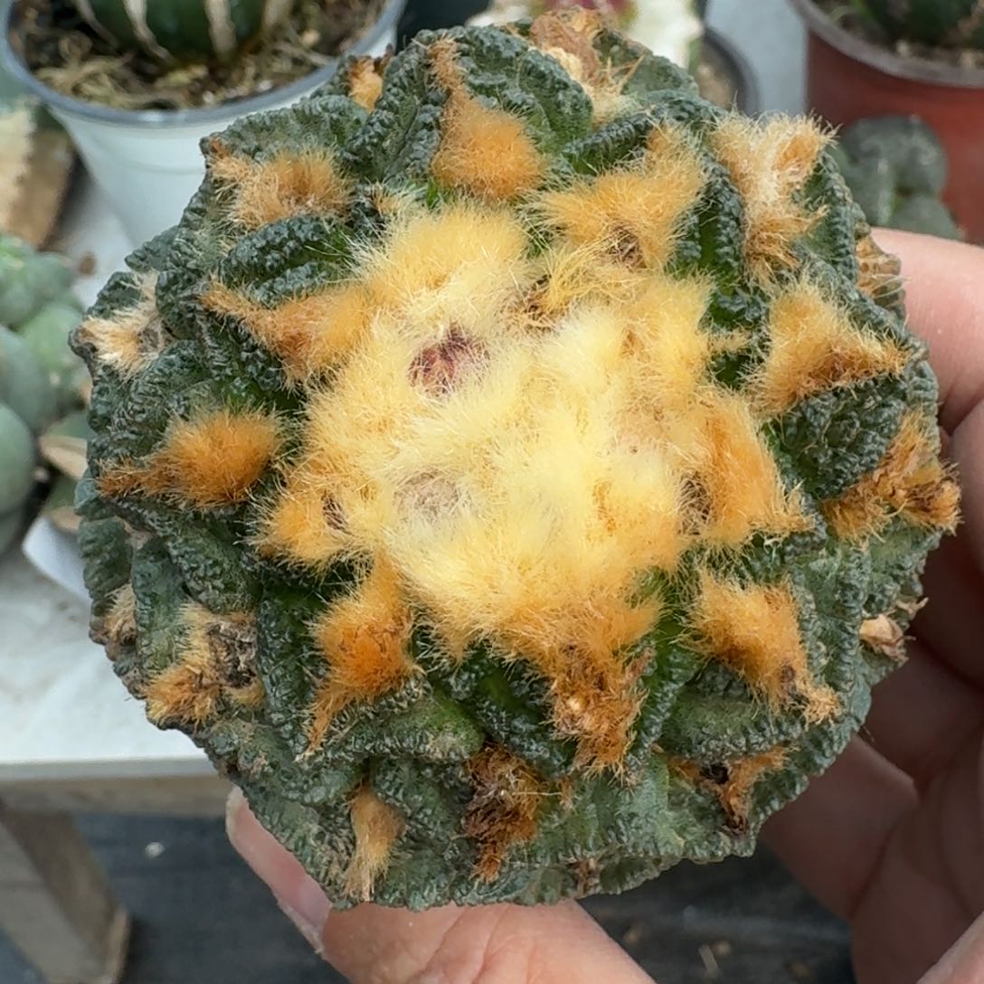 【闪购商品】金毛大尤辛顿793