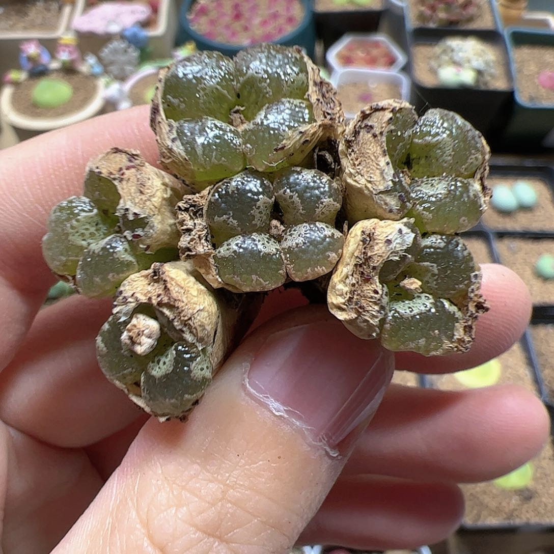 【闪购商品】108 蝴蝶