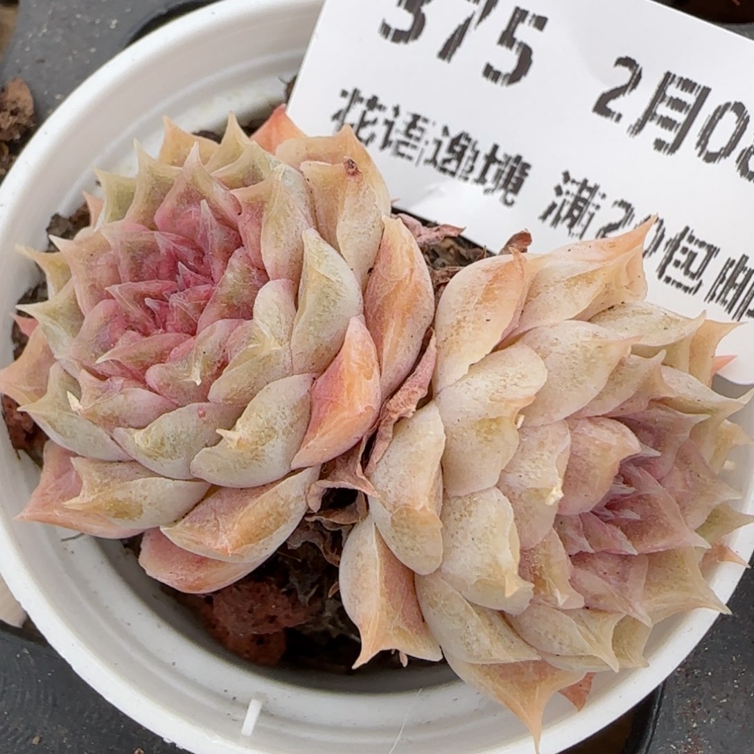 花语逸镜0208-375