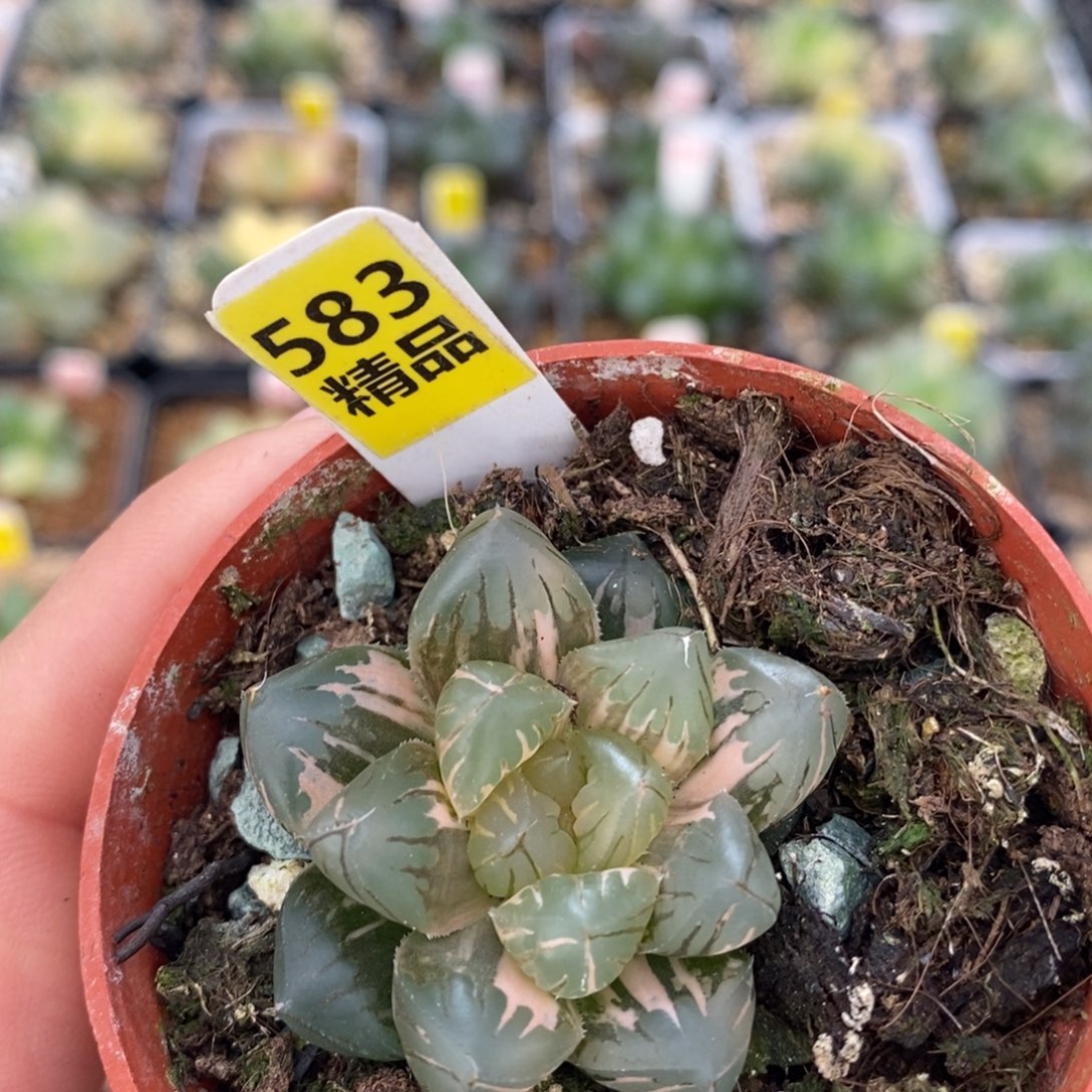 不开花植物583水中月