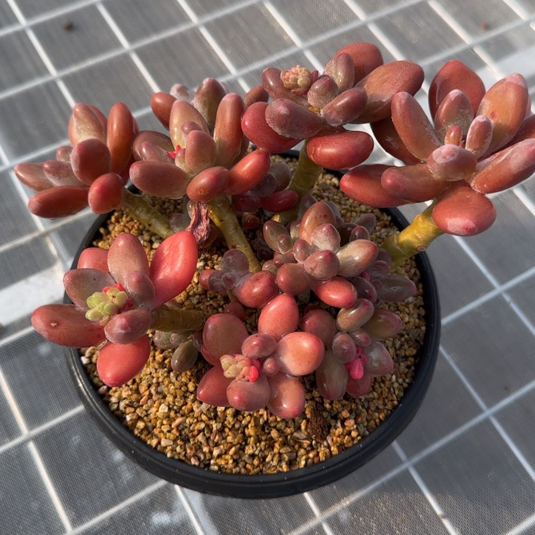 从前慢花园精选多肉苹果奶