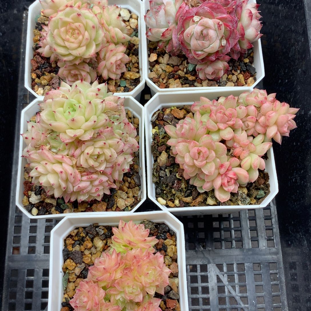 1208-195 套餐一组