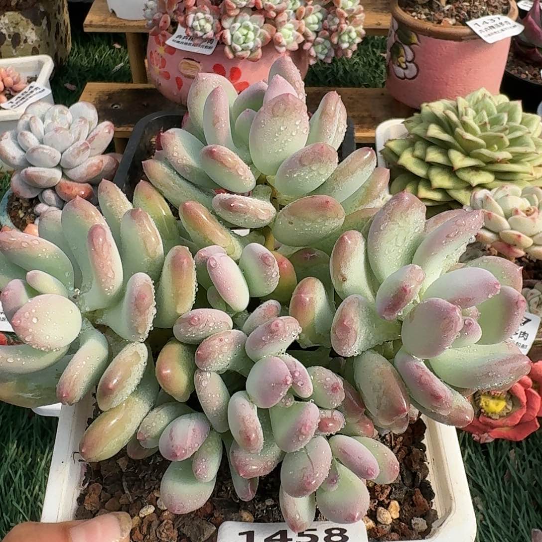 1458一物一拍（满28包邮）