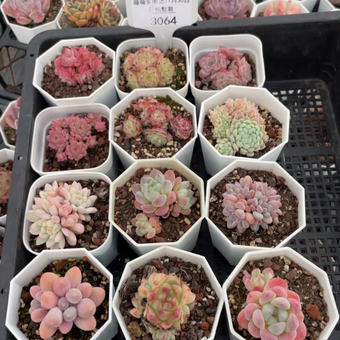 不包整散 盆子不售后3064