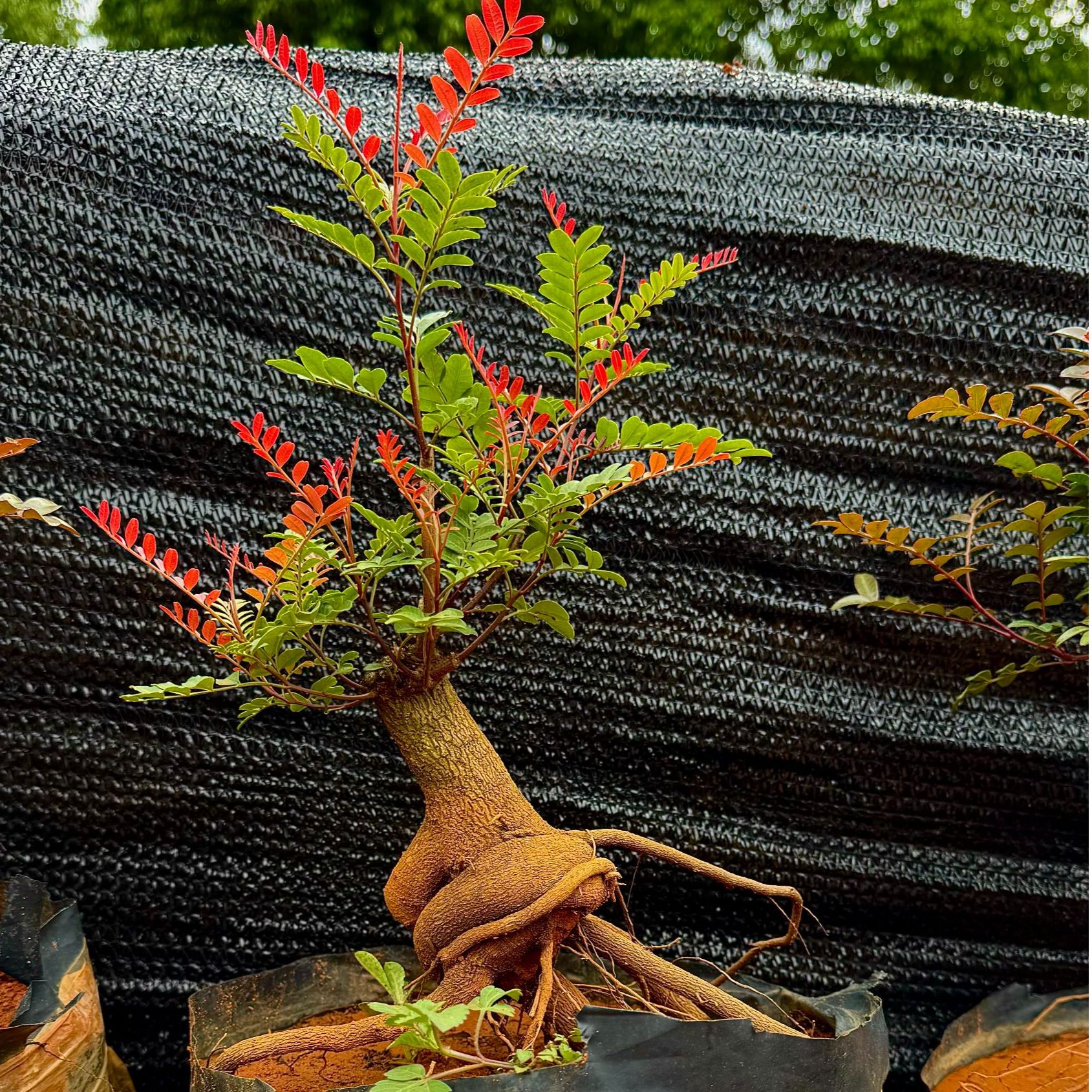 【中号】8-10年云南红芽清香树土球直径26cm矮桩提根清香木盆景造型