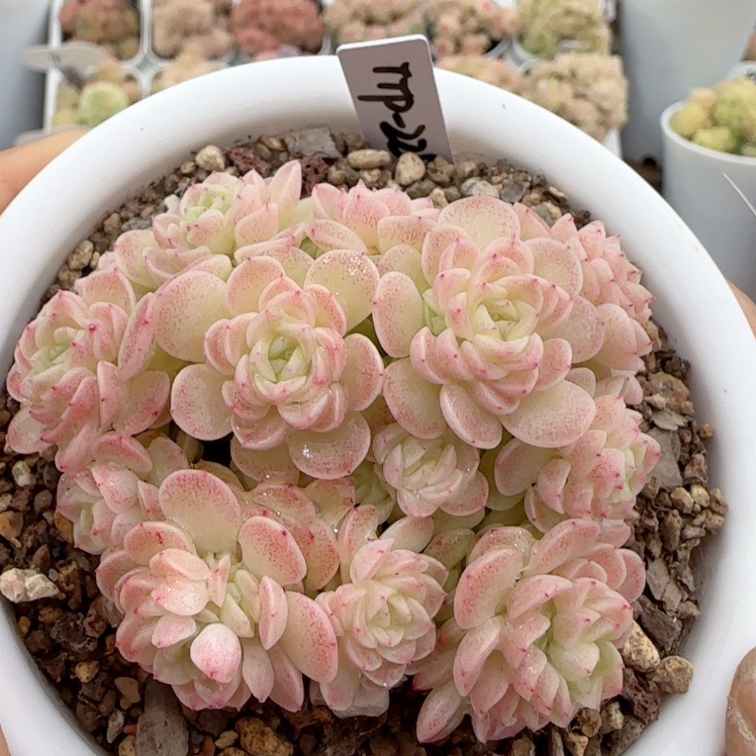 【闪购商品】0208-14（ttp-229）