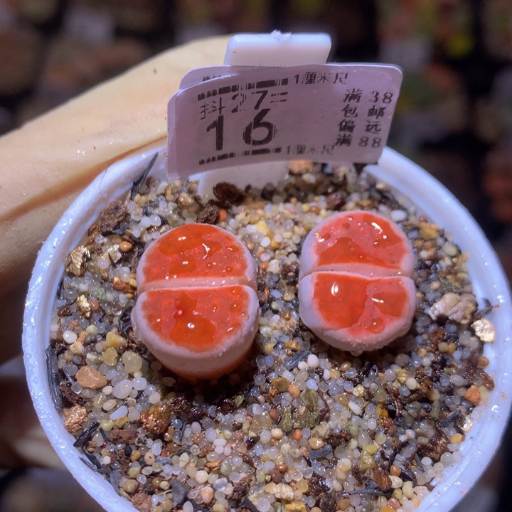 精品生石花27.16