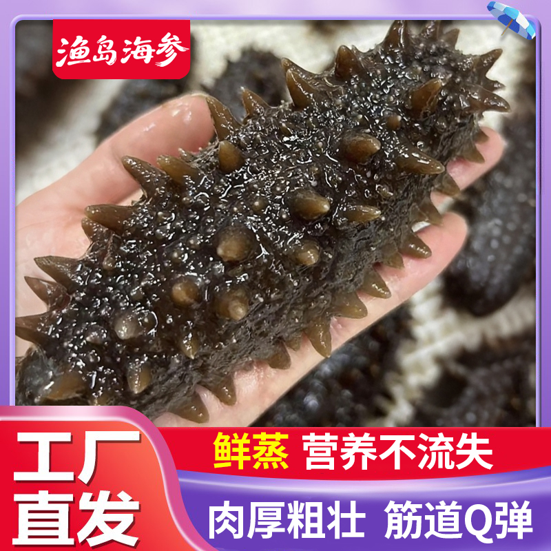 【现场挑货】即食鲜蒸海参  软糯Q弹  鲜食口感刺参 