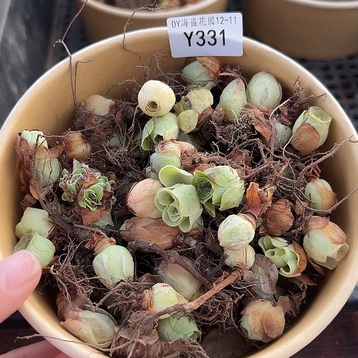 杨331 山地玫瑰清货福利不售后